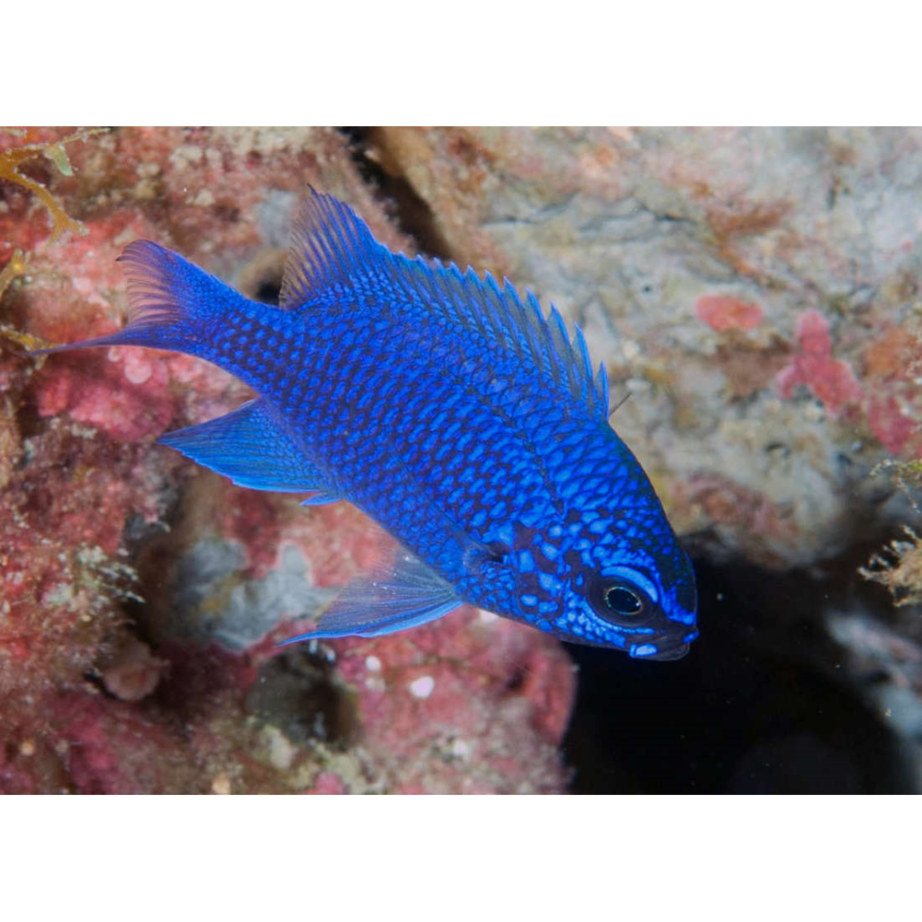 Damselfish, Purple Reef Chromis (Chromis scotti) Advanced Aquatic