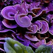 Algae / Plants