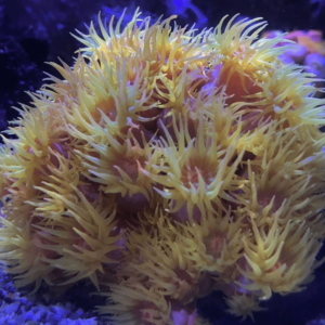 NPS Corals