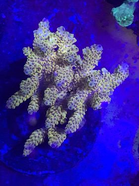 WYSIWYG: Maricultured Ultra Acropora sp. Coral (Acropora divaricata) Price  Per Colony – Advanced Aquatic Ecosystems, LLC.