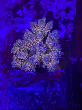 WYSIWYG: Maricultured Ultra Acropora sp. Coral (Acropora tenuis) Price Per  Colony – Advanced Aquatic Ecosystems, LLC.
