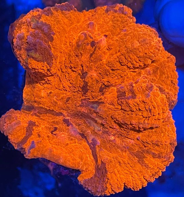 WYSIWYG: Maricultured Red/ Purple Lobopyllia Corals (Lobophyllia sp.) Price per Colony