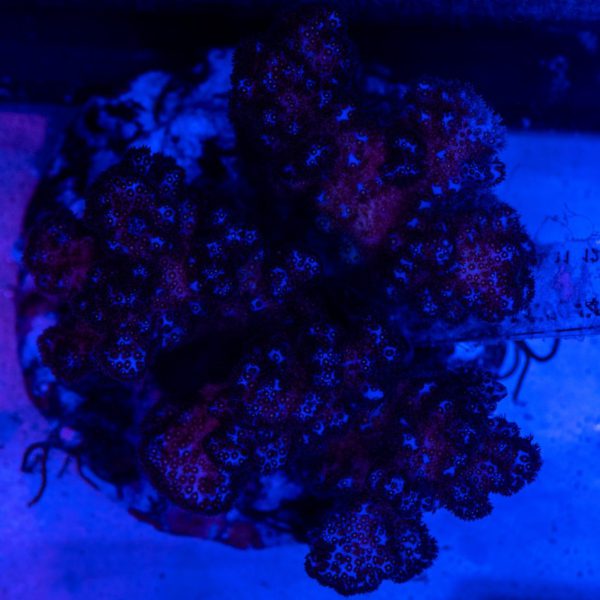 WYSIWIG: Maricultured Pocillopora Coral (Pocillopora verrucosa) Price Per Colony